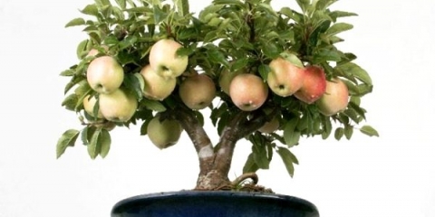 Kako uzgajati stablo jabuke iz sjemena ili grane kod kuće?